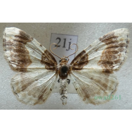Ligdia adustata (denis & schiffermüller, 1775) Plamiec trzmieliniak Czech21j